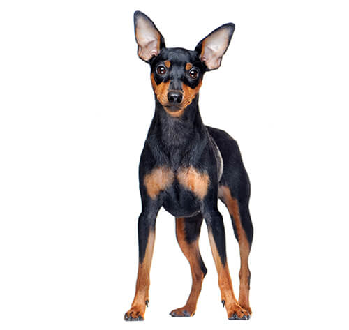 Miniature pinscher clearance stuff